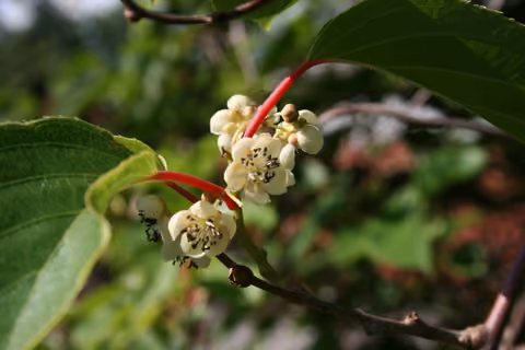 Aktinidia ostrolistna