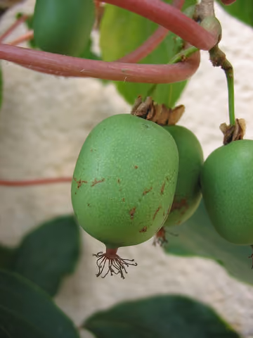Aktinidia ostrolistna