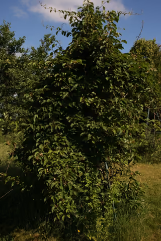 Aktinidia ostrolistna