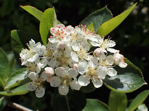 Aronia czarnoowocowa