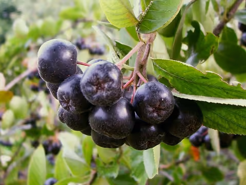 Aronia czarnoowocowa