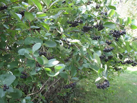 Aronia czarnoowocowa