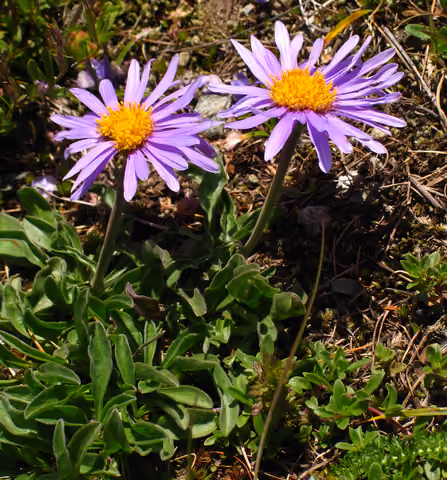 Aster (rodzaj)