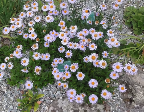 Aster (rodzaj)