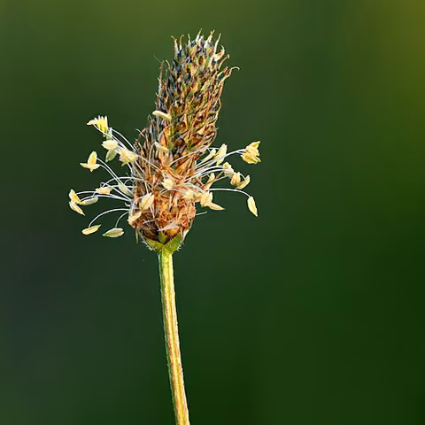 Babka lancetowata