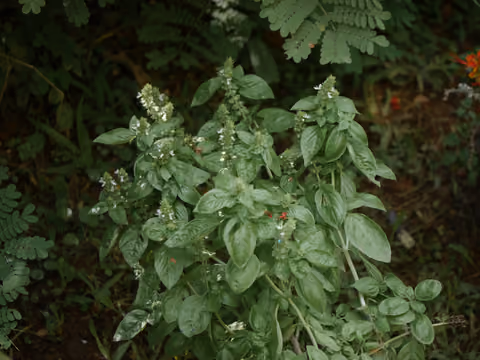 Bazylia pospolita
