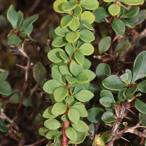Berberys Thunberga