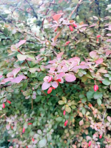 Berberys Thunberga