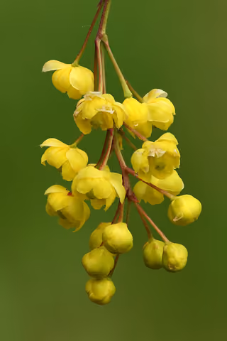 Berberys zwyczajny