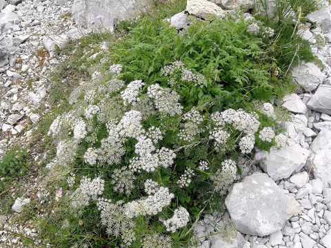 Biedrzeniec anyż