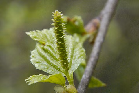 Brzoza omszona