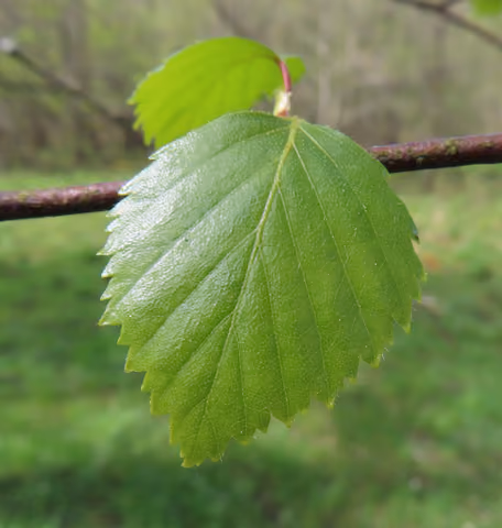 Brzoza omszona