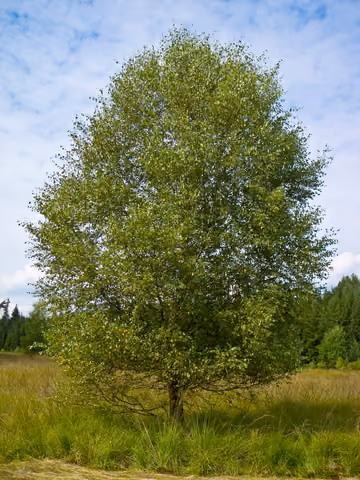 Brzoza omszona