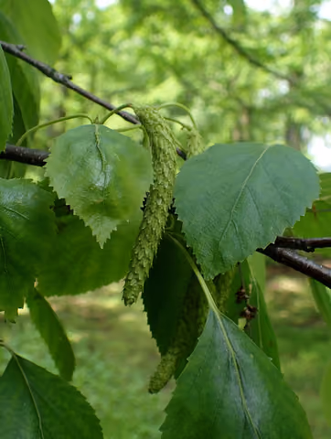 Brzoza papierowa