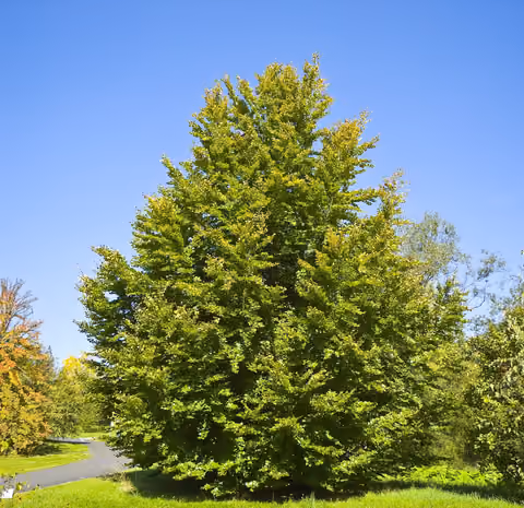 Buk zwyczajny