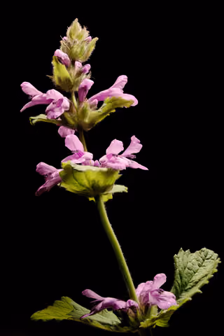 Bukwica lekarska