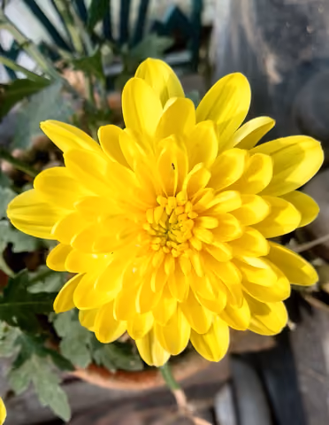 Chryzantema ogrodowa