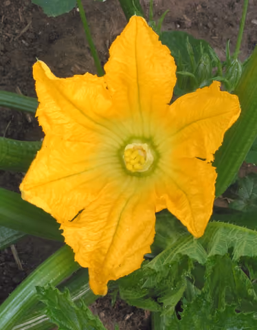 Cukinia