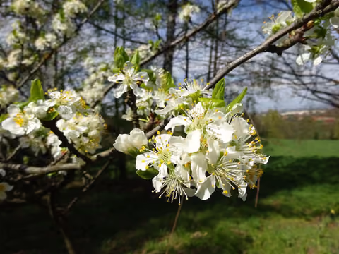 Czereśnia