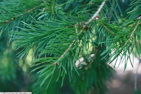 Daglezja zielona (jedlica Douglasa)