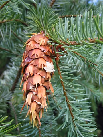 Daglezja zielona (jedlica Douglasa)