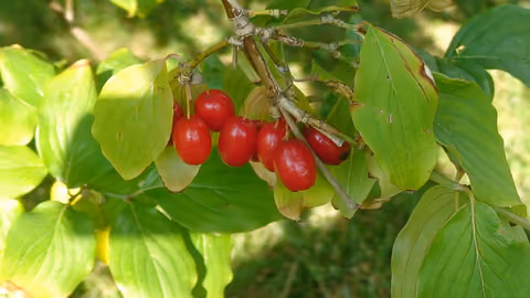 Dereń jadalny