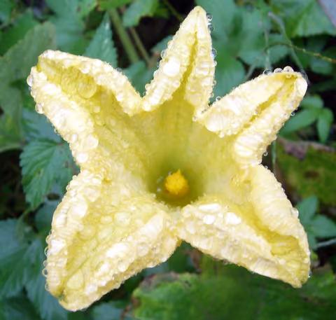 Dynia figolistna
