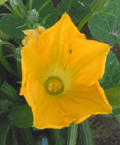Dynia oleista
