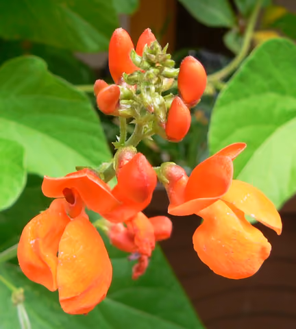 Fasola wielokwiatowa