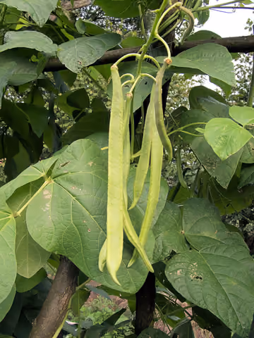 Fasola wielokwiatowa