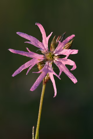 Firletka poszarpana