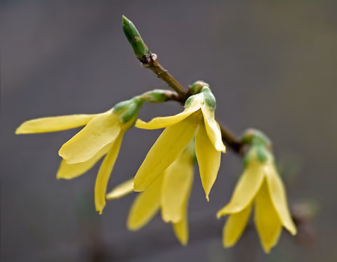 Forsycja pośrednia
