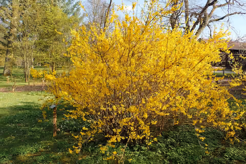 Forsycja pośrednia