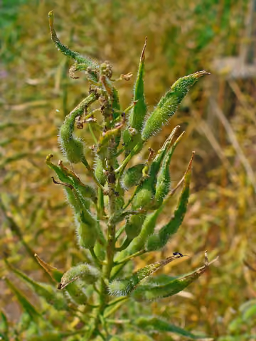 Gorczyca biała
