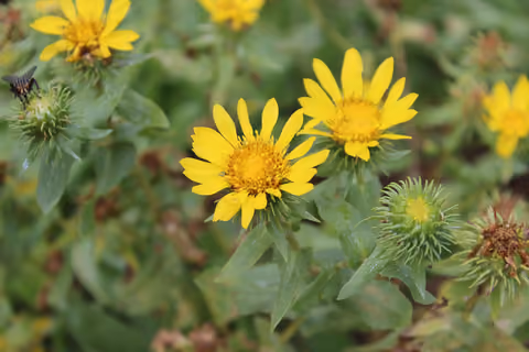 Doględka nastroszona (grindelia szorstka)