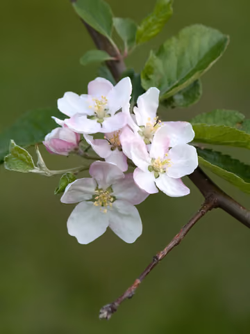 Jabłoń domowa