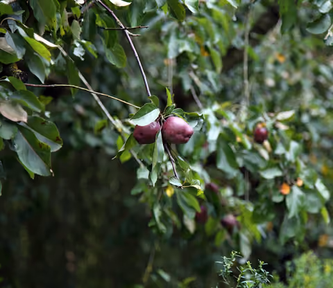 Jabłoń purpurowa