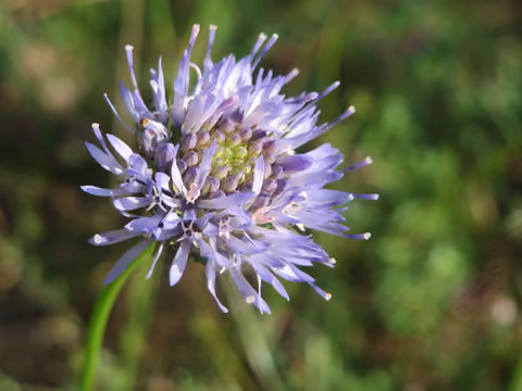 Jasieniec piaskowy