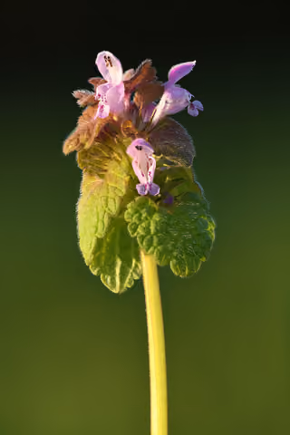 Jasnota purpurowa