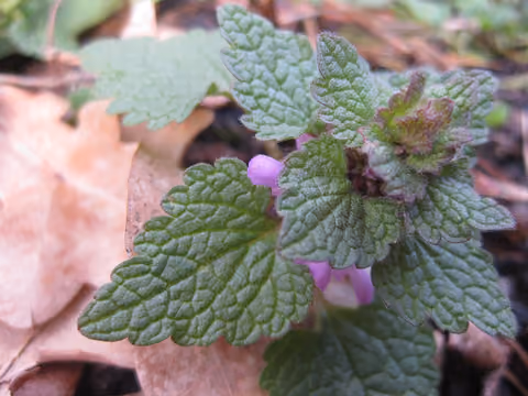 Jasnota purpurowa