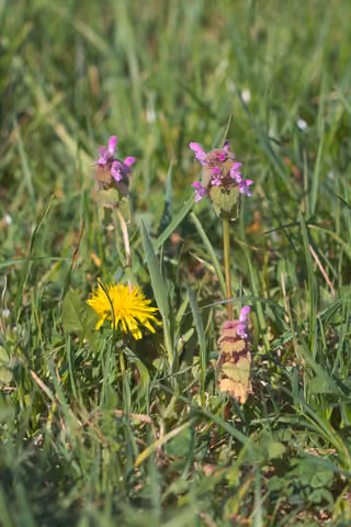 Jasnota purpurowa