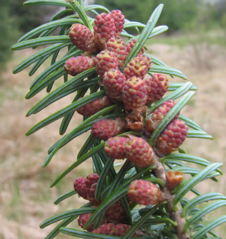 Jodła balsamiczna
