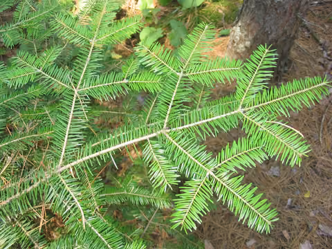 Jodła balsamiczna