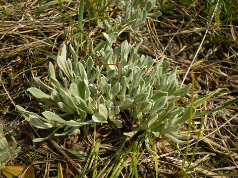 Kocanki piaskowe