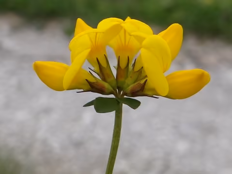 Komonica zwyczajna