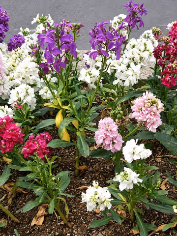 Lewkonia letnia