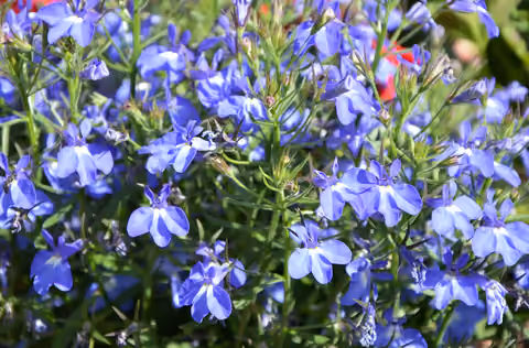Lobelia przylądkowa