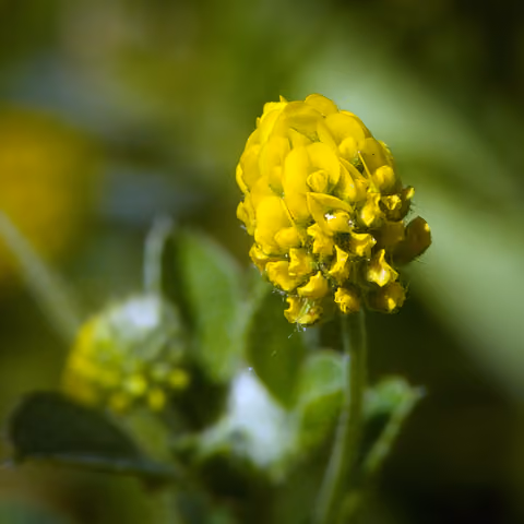 Lucerna chmielowa