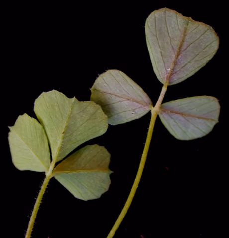 Lucerna chmielowa