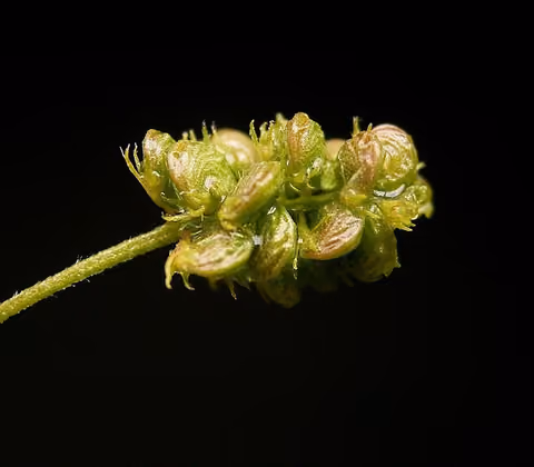 Lucerna chmielowa